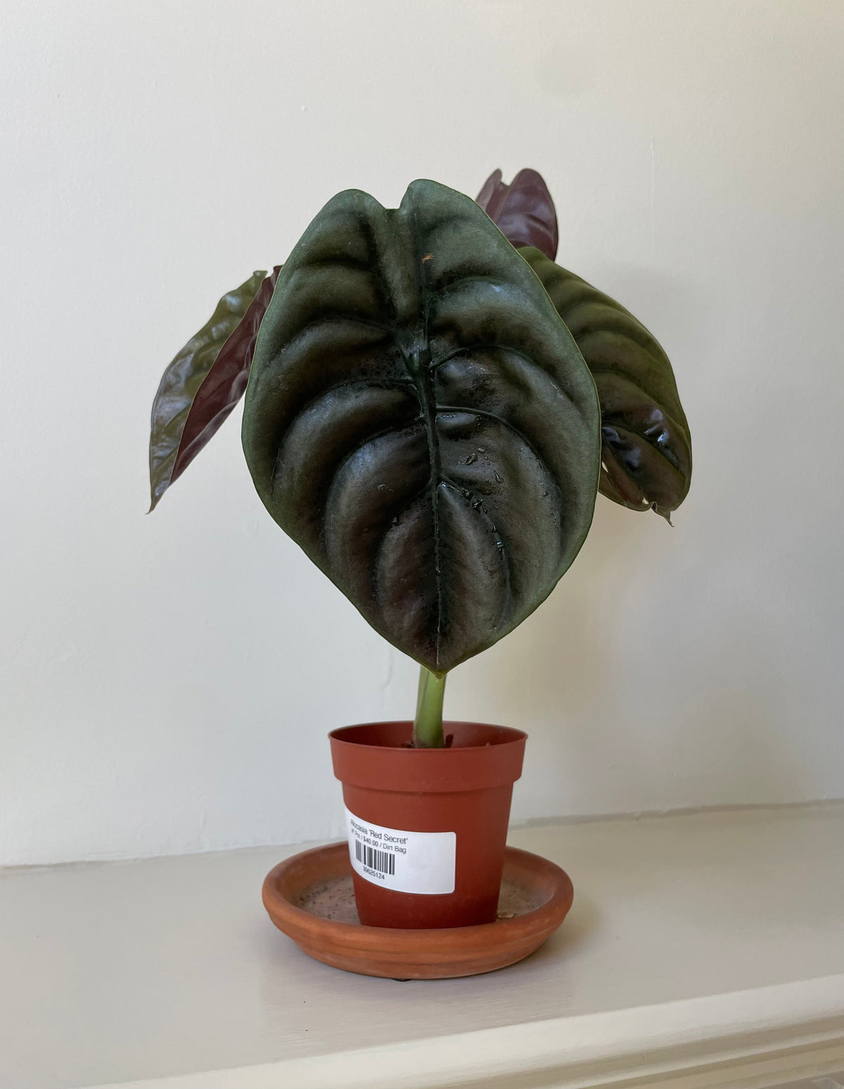 Alocasia Cuprea 'Red Secret' – Live Tropical Houseplant