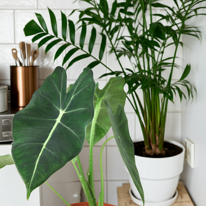 Alocasia Micholitziana 'Frydek' – Green Velvet Houseplant