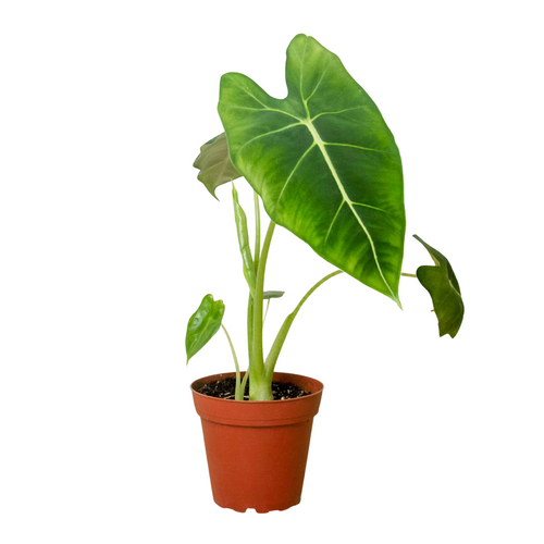 Alocasia Micholitziana 'Frydek' – Green Velvet Houseplant