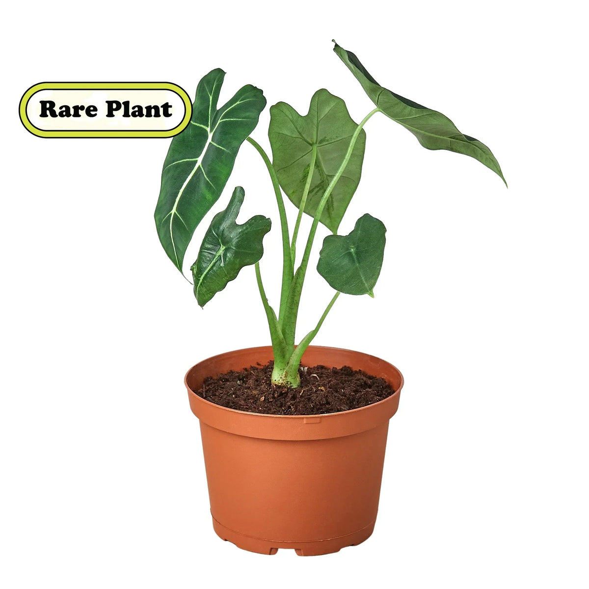 Alocasia Micholitziana 'Frydek' – Green Velvet Houseplant