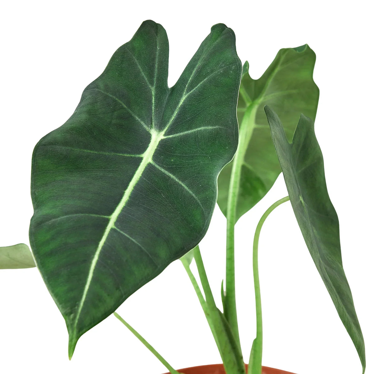 Alocasia Micholitziana 'Frydek' – Green Velvet Houseplant