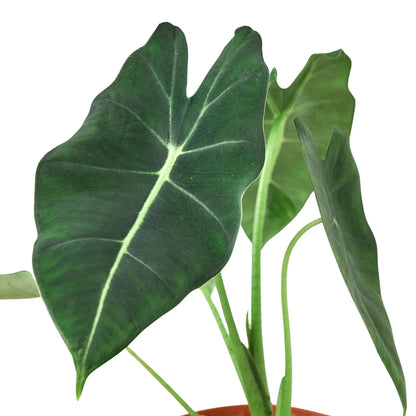 Alocasia Micholitziana 'Frydek' – Green Velvet Houseplant