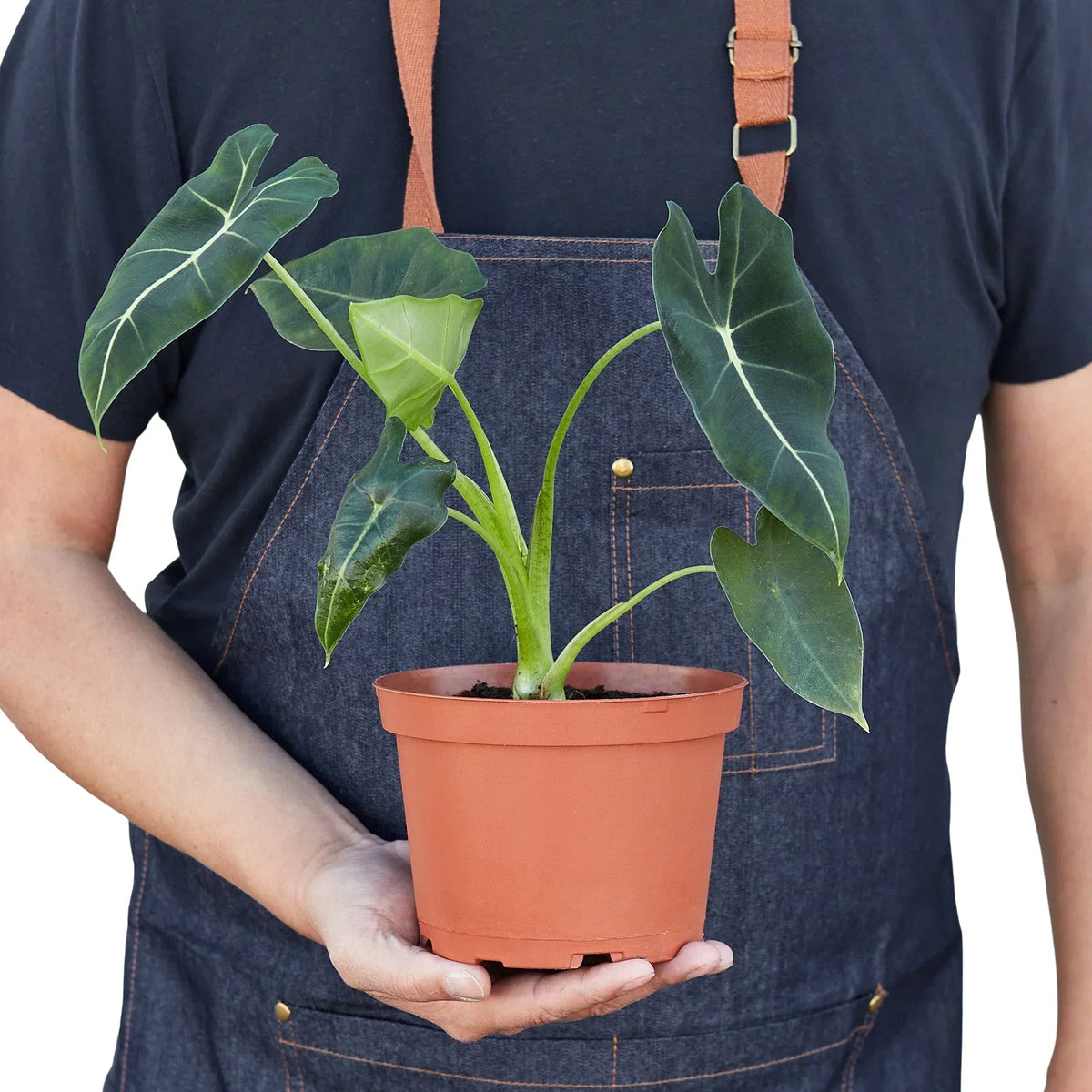 Alocasia Micholitziana 'Frydek' – Green Velvet Houseplant