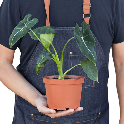 Alocasia Micholitziana 'Frydek' – Green Velvet Houseplant
