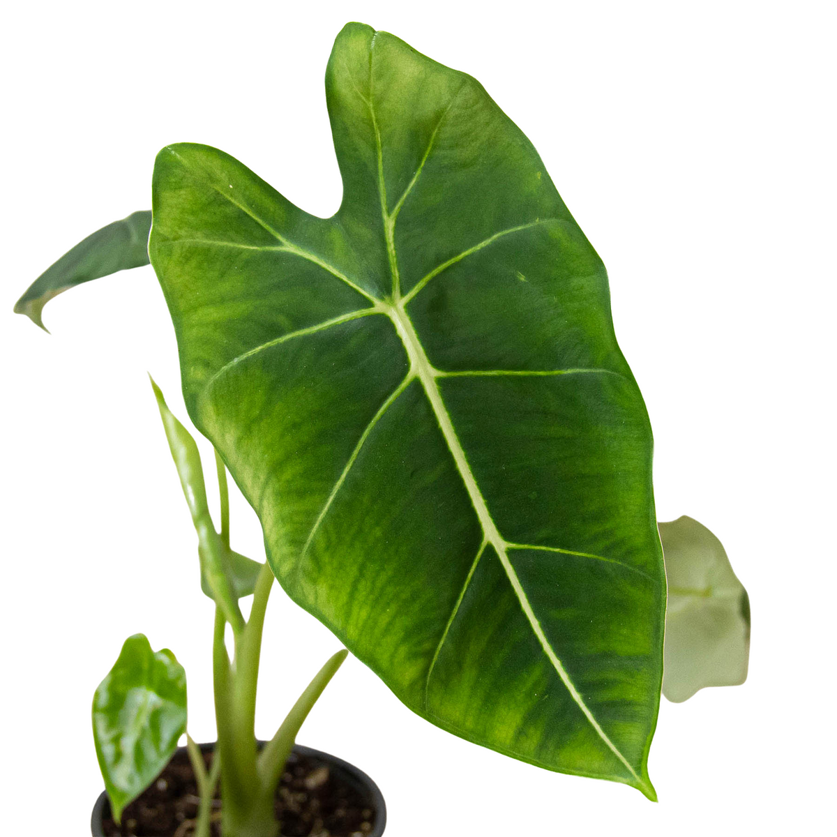 Alocasia Micholitziana 'Frydek' – Green Velvet Houseplant