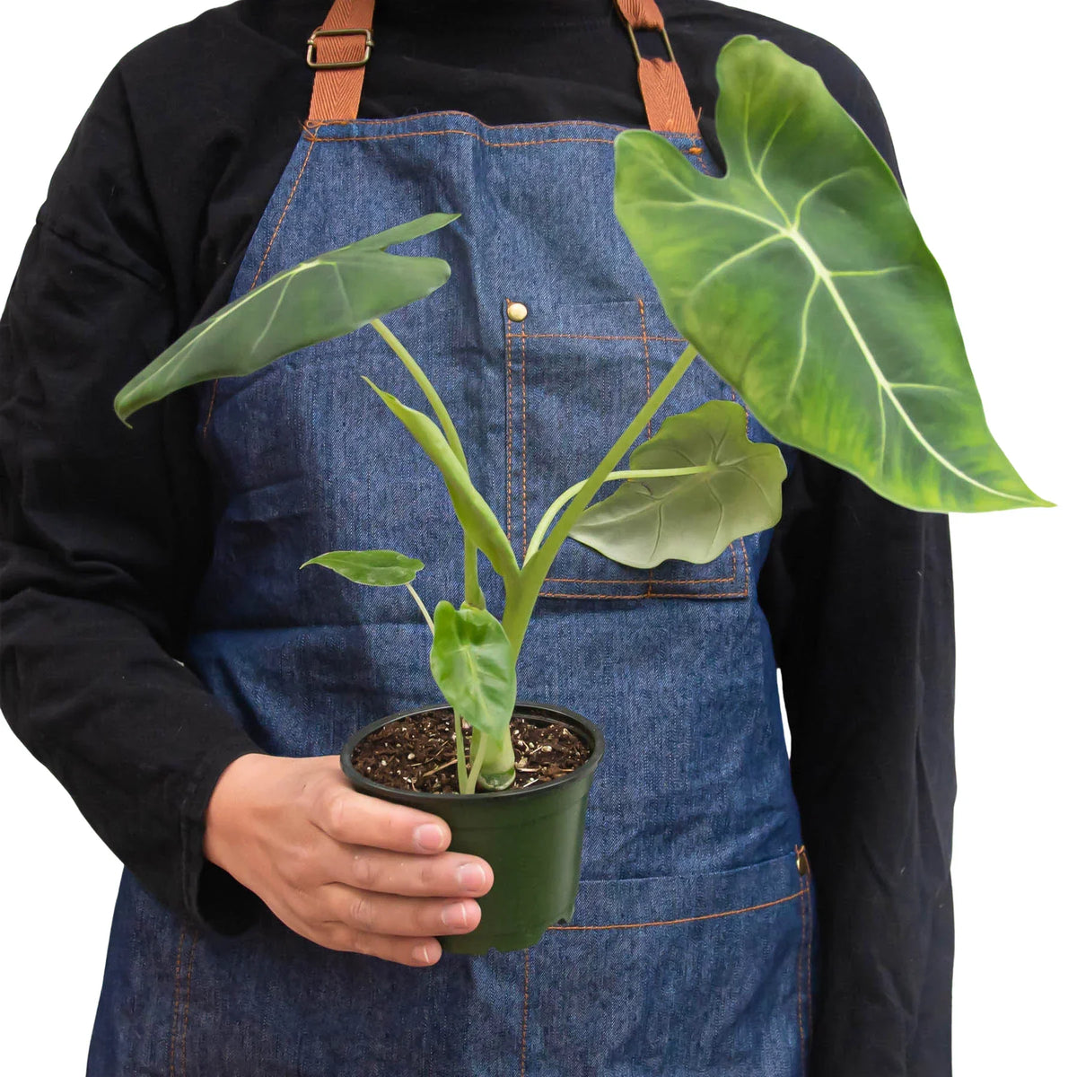 Alocasia Micholitziana 'Frydek' – Green Velvet Houseplant