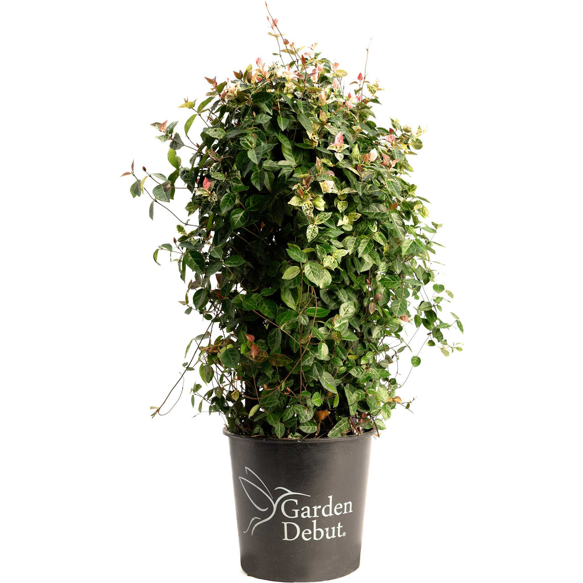 Snow-N-Summer™ Asiatic Jasmine – Evergreen Ground Cover Plant