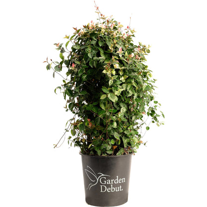 Snow-N-Summer™ Asiatic Jasmine – Evergreen Ground Cover Plant