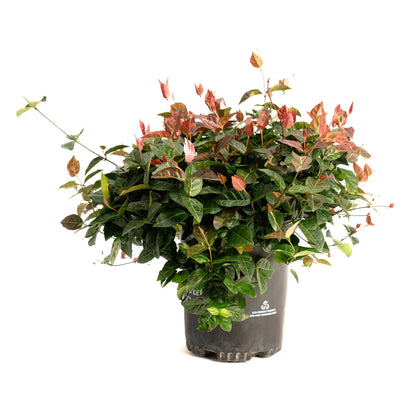 Snow-N-Summer™ Asiatic Jasmine – Evergreen Ground Cover Plant