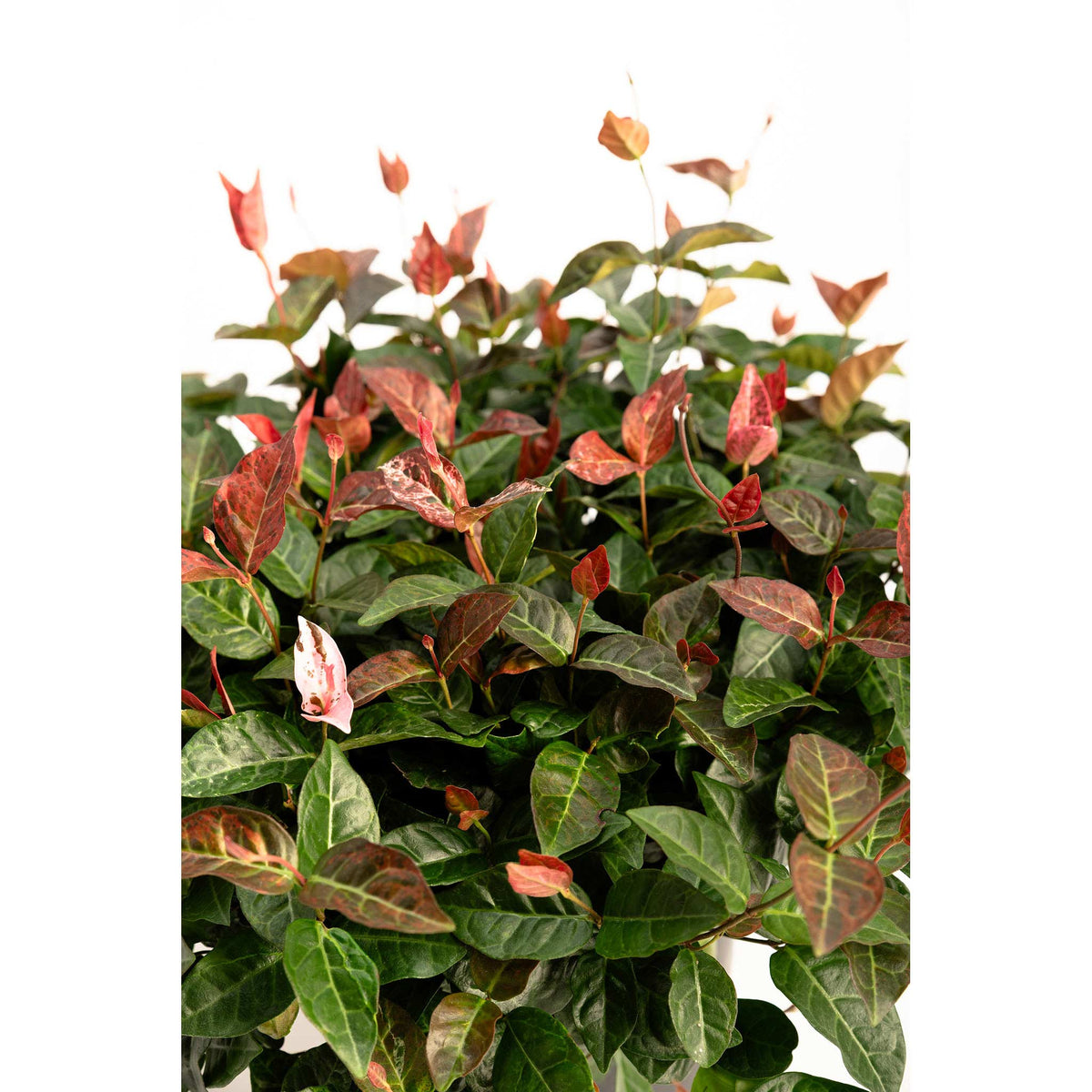 Snow-N-Summer™ Asiatic Jasmine – Evergreen Ground Cover Plant