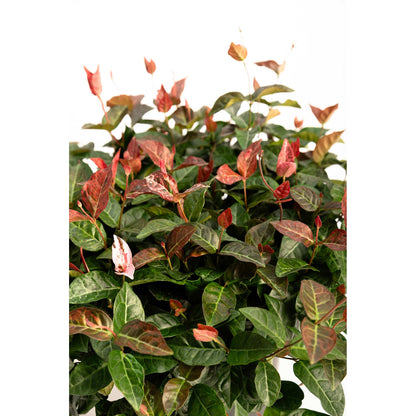 Snow-N-Summer™ Asiatic Jasmine – Evergreen Ground Cover Plant