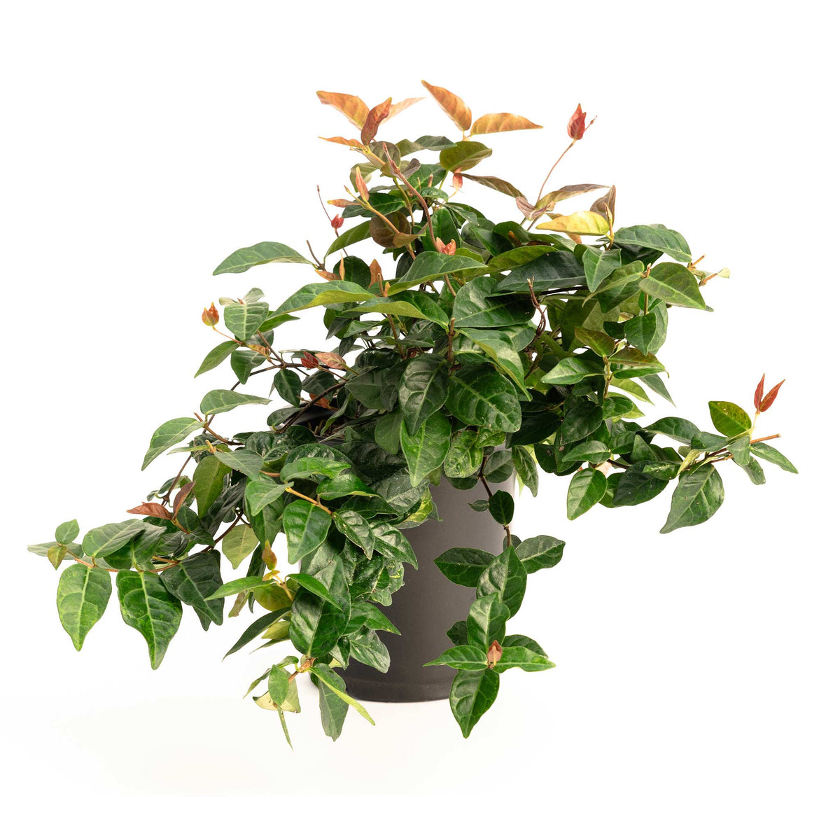 Snow-N-Summer™ Asiatic Jasmine – Evergreen Ground Cover Plant