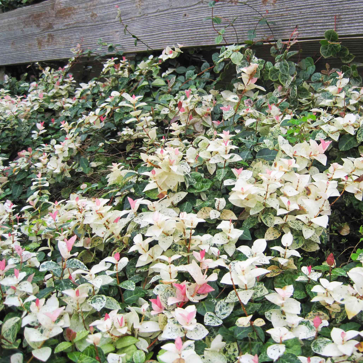 Snow-N-Summer™ Asiatic Jasmine – Evergreen Ground Cover Plant