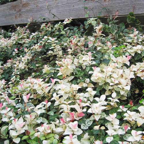 Snow-N-Summer™ Asiatic Jasmine – Evergreen Ground Cover Plant