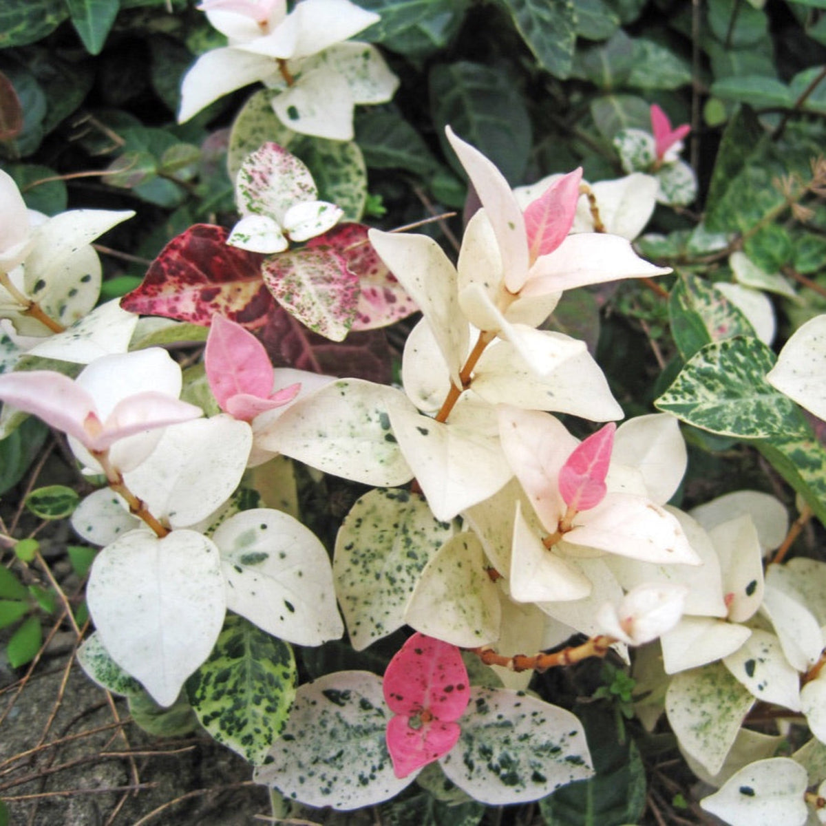 Snow-N-Summer™ Asiatic Jasmine – Evergreen Ground Cover Plant