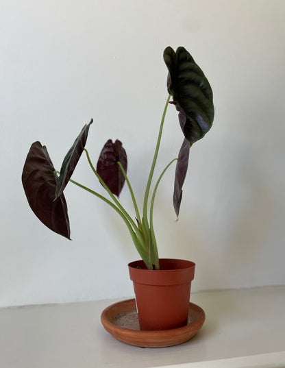 Alocasia Cuprea 'Red Secret' – Live Tropical Houseplant