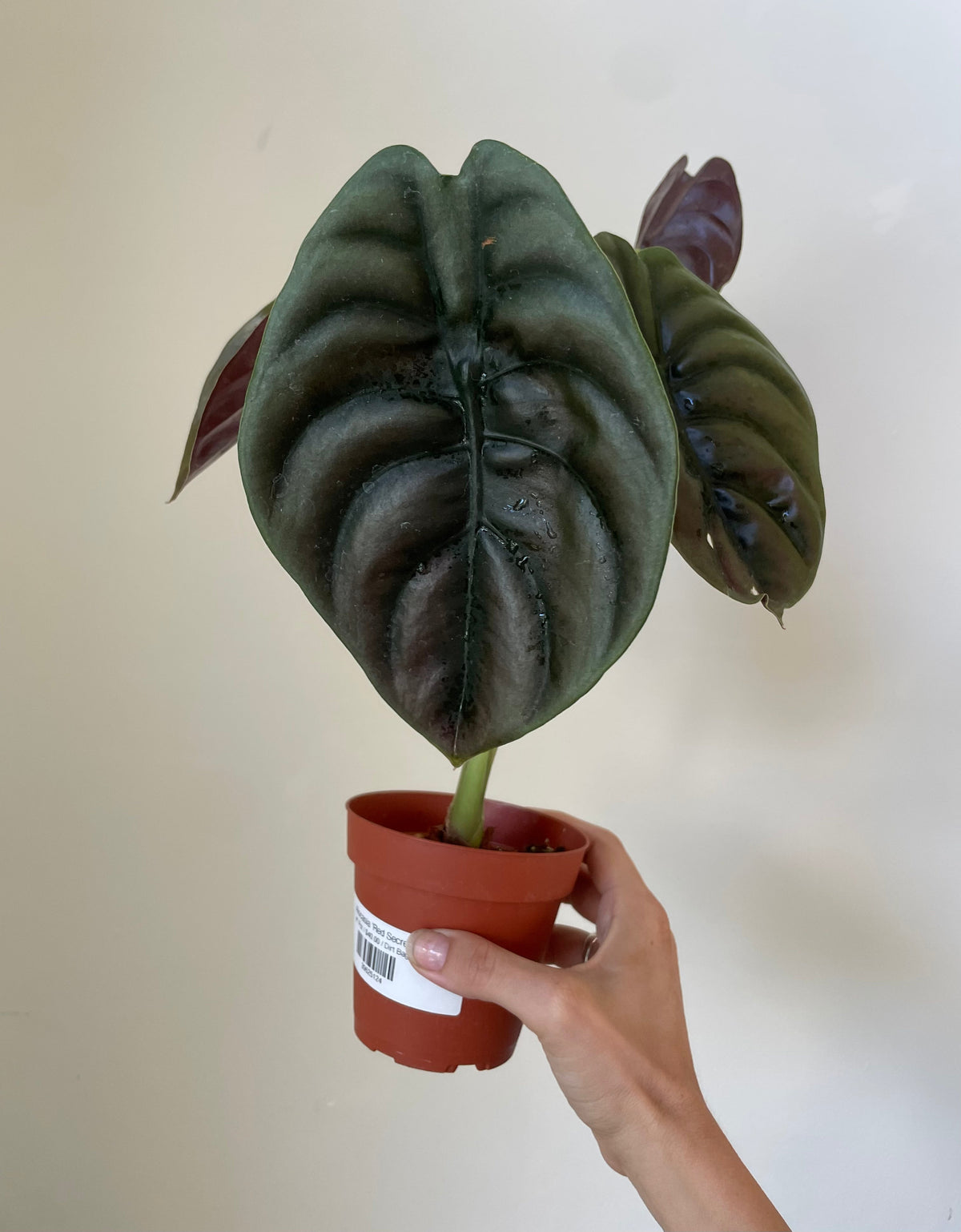 Alocasia Cuprea 'Red Secret' – Live Tropical Houseplant